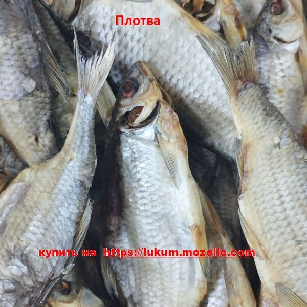 Плотва