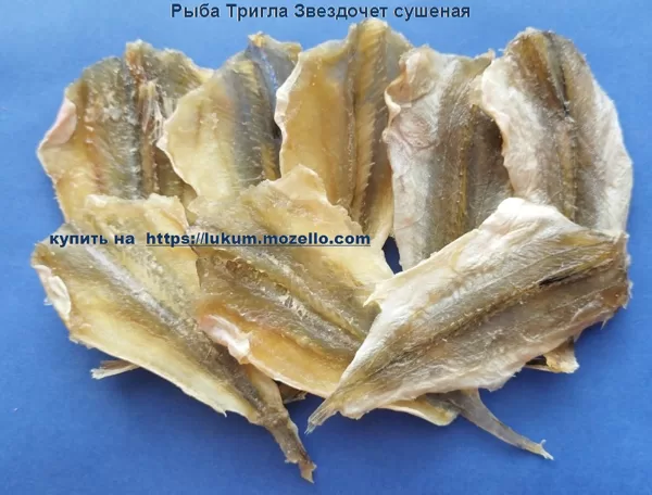 Тригла ( Звездочет )